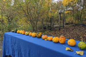 Kürbis schnitzen macht Spaß!