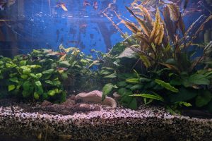 Aquarium im Hort